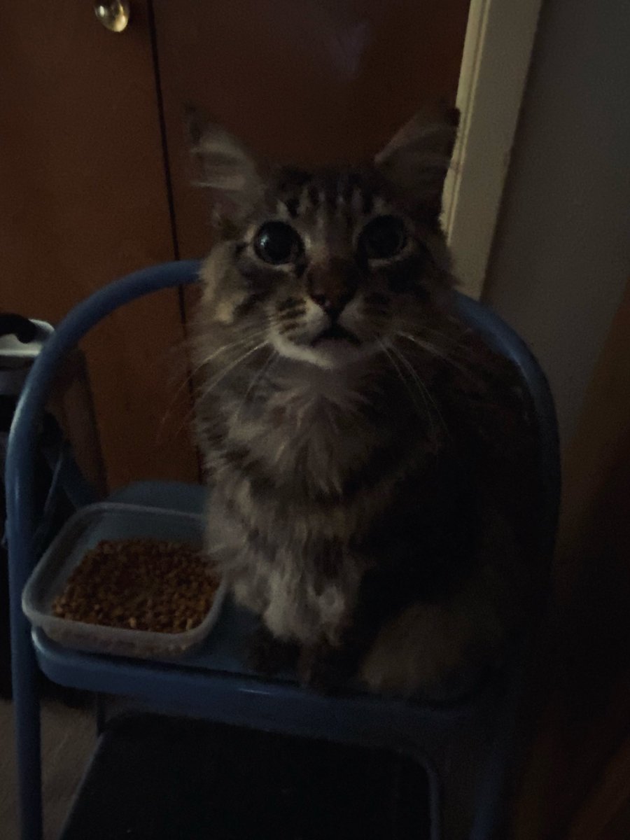 wumaufu77's tweet image. Happy #Caturday
