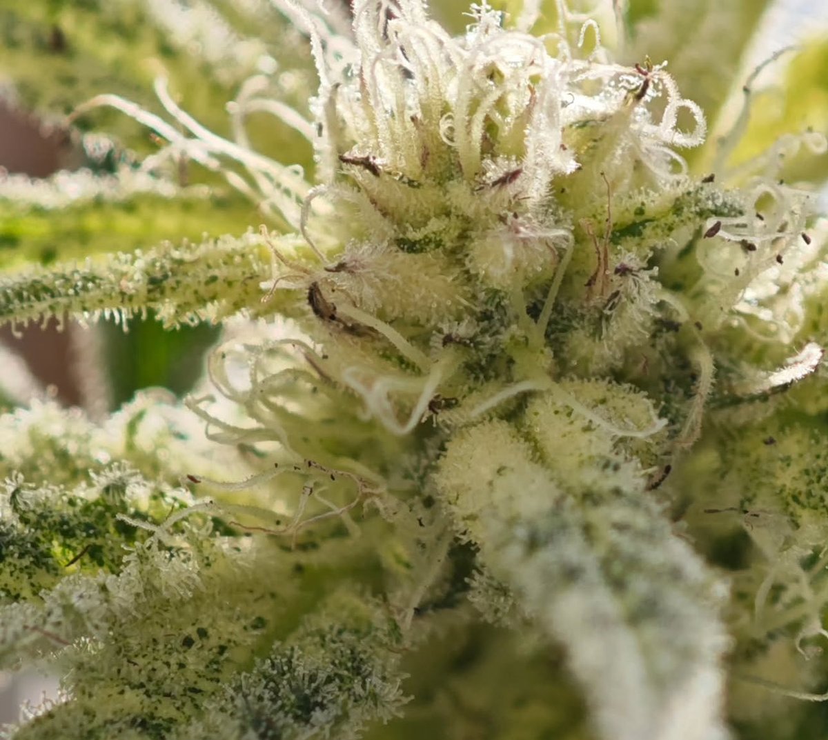 THc tweet media