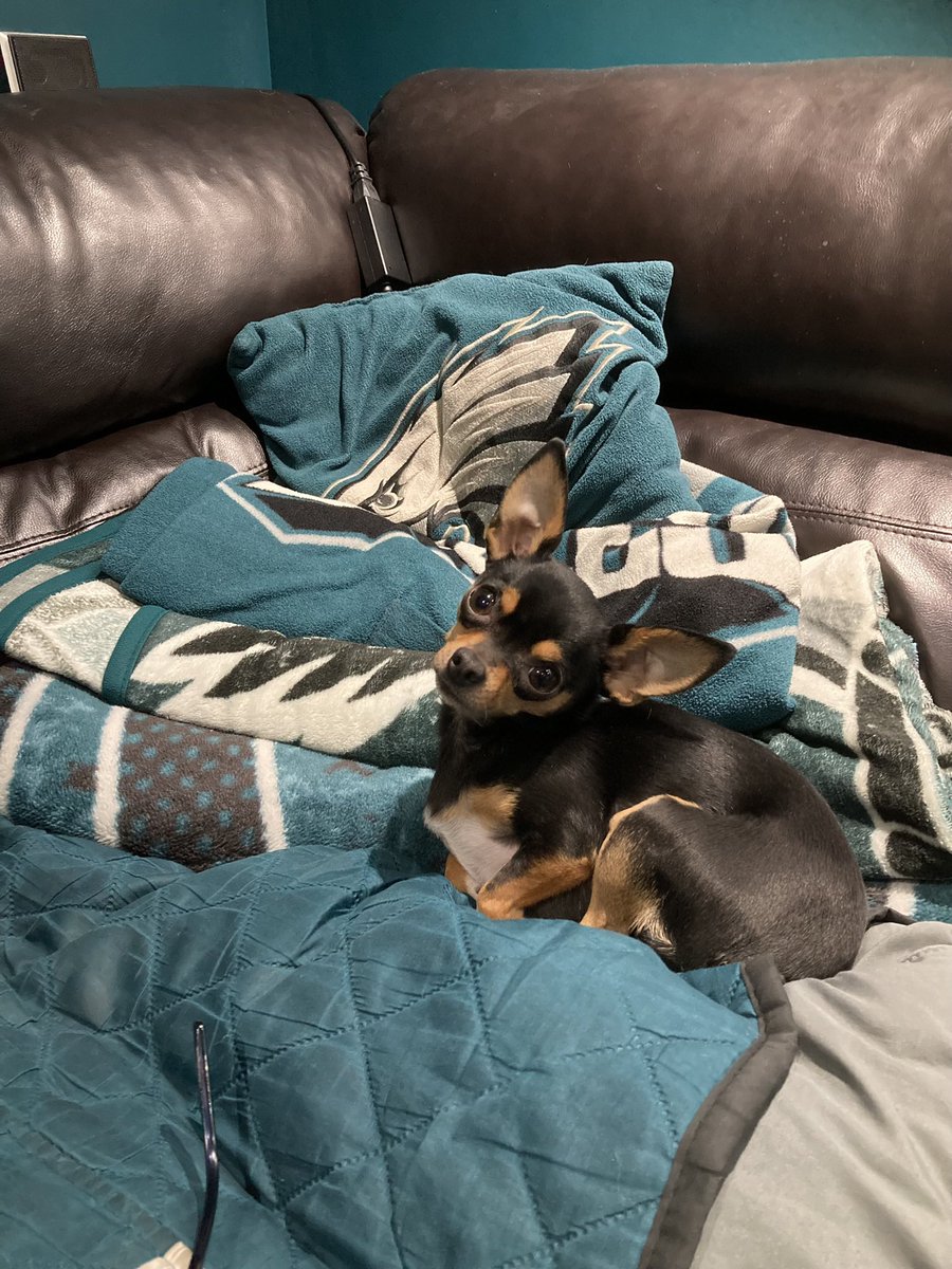 greasyeagle's tweet photo. @kendramiddleton All ears🥰 https://t.co/yXjRN4ERj3