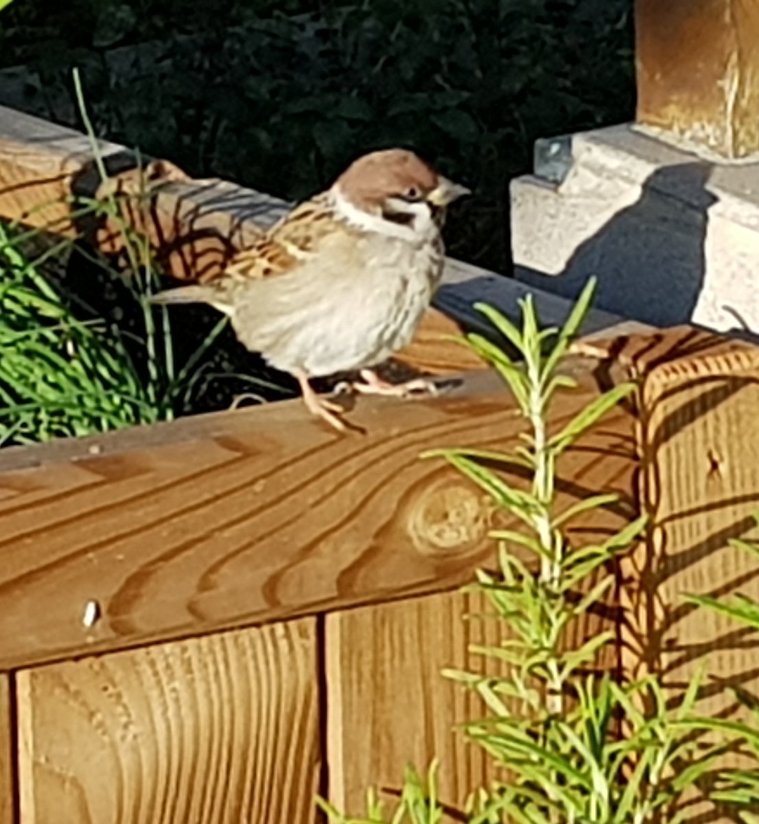 Im Garten