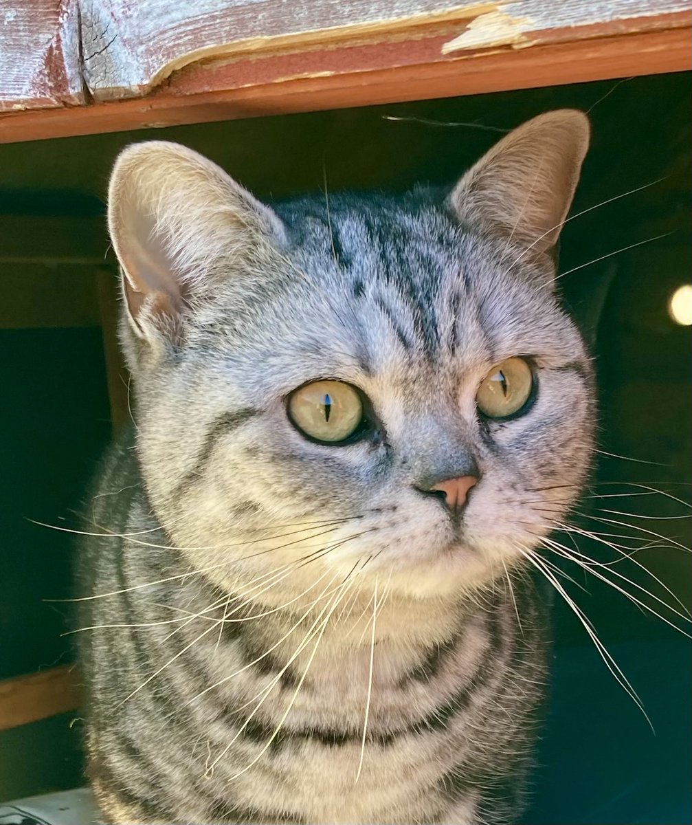 🌈Tiberius (aka Tibi) & Priscilla tweet media
