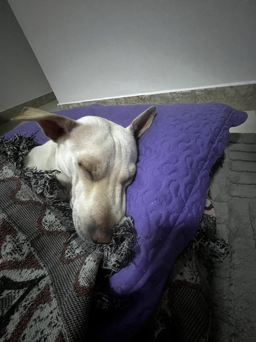 PensoLogoCanto's tweet photo. @BichinhosFB Luna em soninho pleno. https://t.co/rtdhzWBvX3