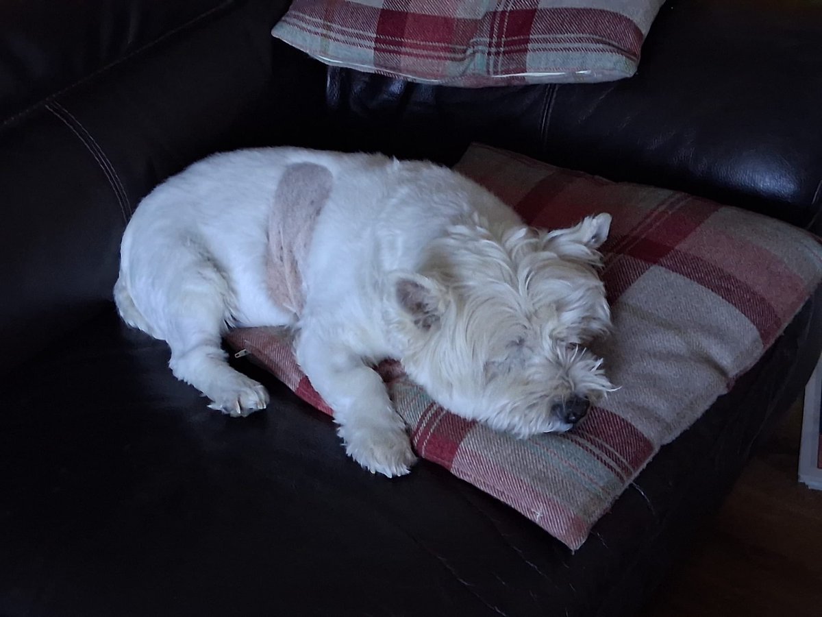 CharlieHudz's tweet image. Last night I wasn’t too happy but today I have been more settled. I’ve been out fur a trip in the car which kept me busy, I did wear my @equafleece to keep me warm. Then I’ve snoozed all afternoon. My mummy says I look like the Snowdog 🥰🐾