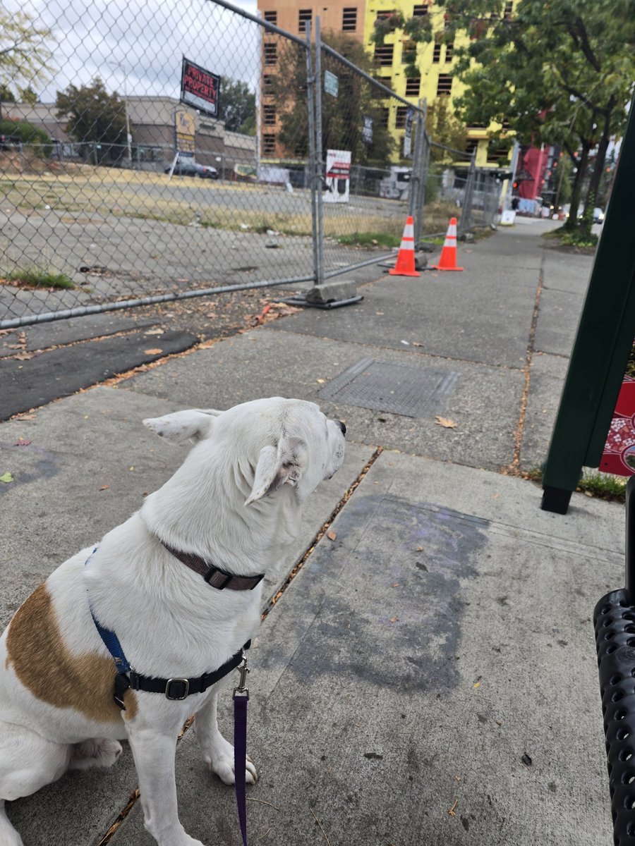 Just desperate for the bus