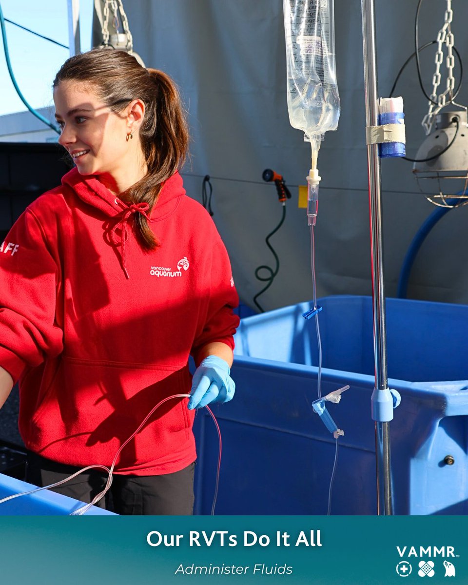 What can't they do?! 

#marinemammalrescue #vetmed #rvtmonth