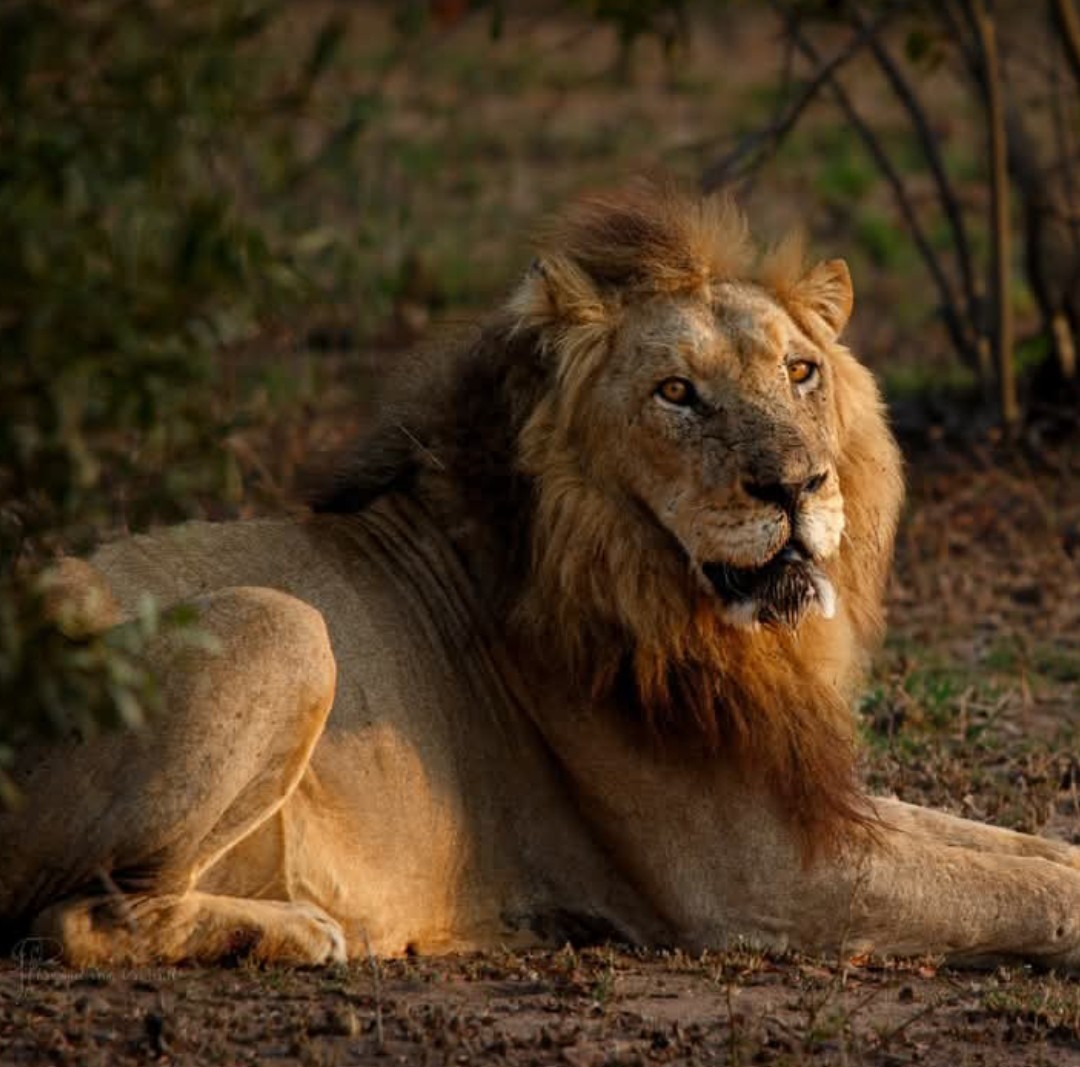 LIONLOVERS5's tweet image. King of Kings!!

The legend Mohawk 🔥
Sighting from 28th September 

#LoveLions
📸 Chrisunet van der Walth Facebook
