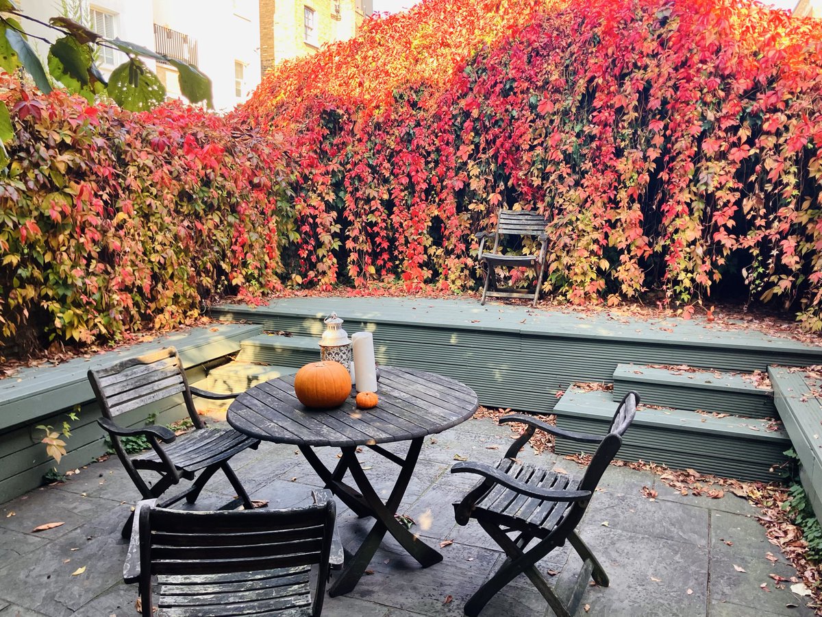 dominicbugattiofficial (@dominicbugatti) on Twitter photo Insane autumn colours in the garden 😍 Insane autumn colours in the garden 😍