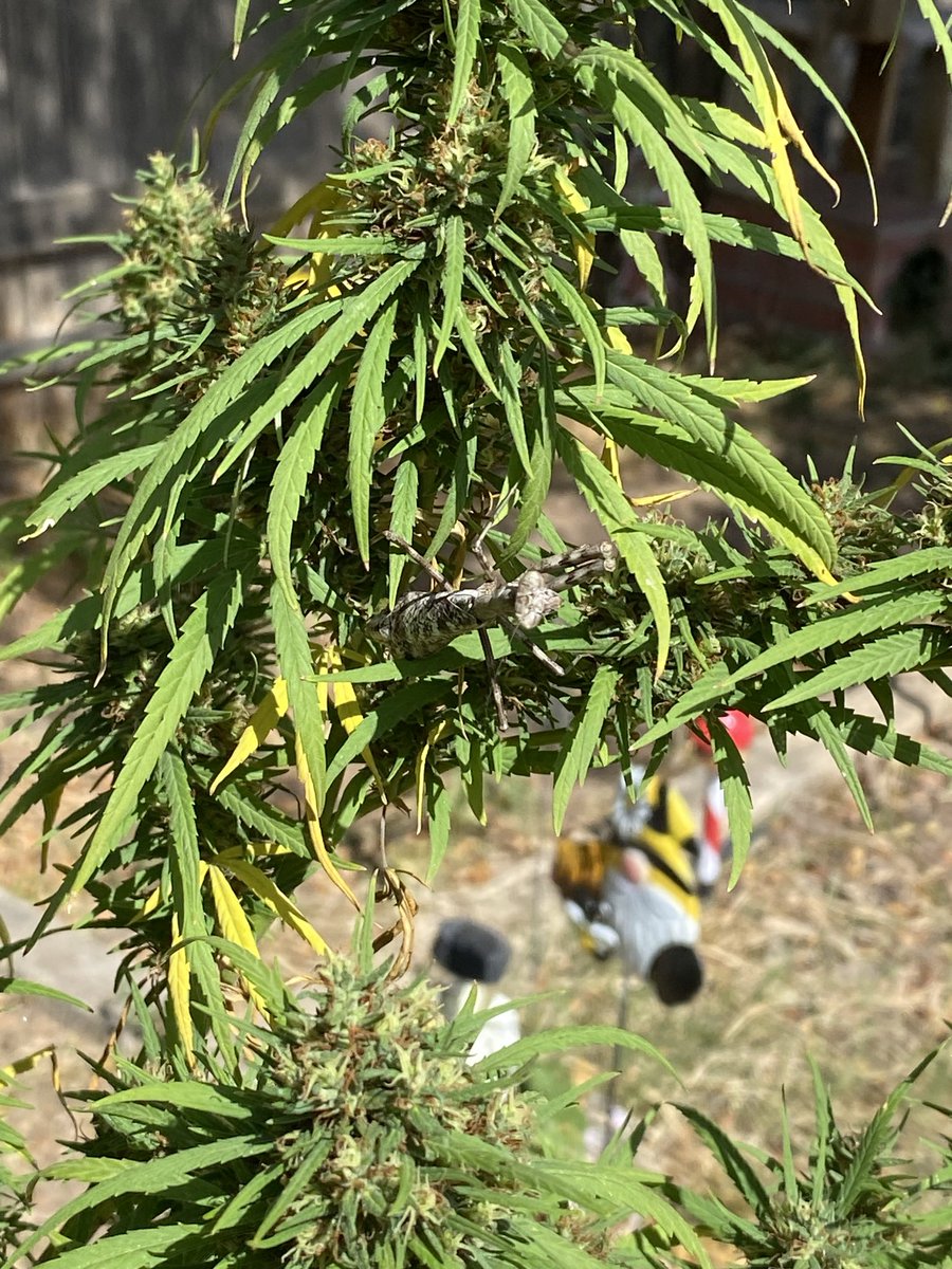 Never seen one painted that color. He almost looks battle ready.