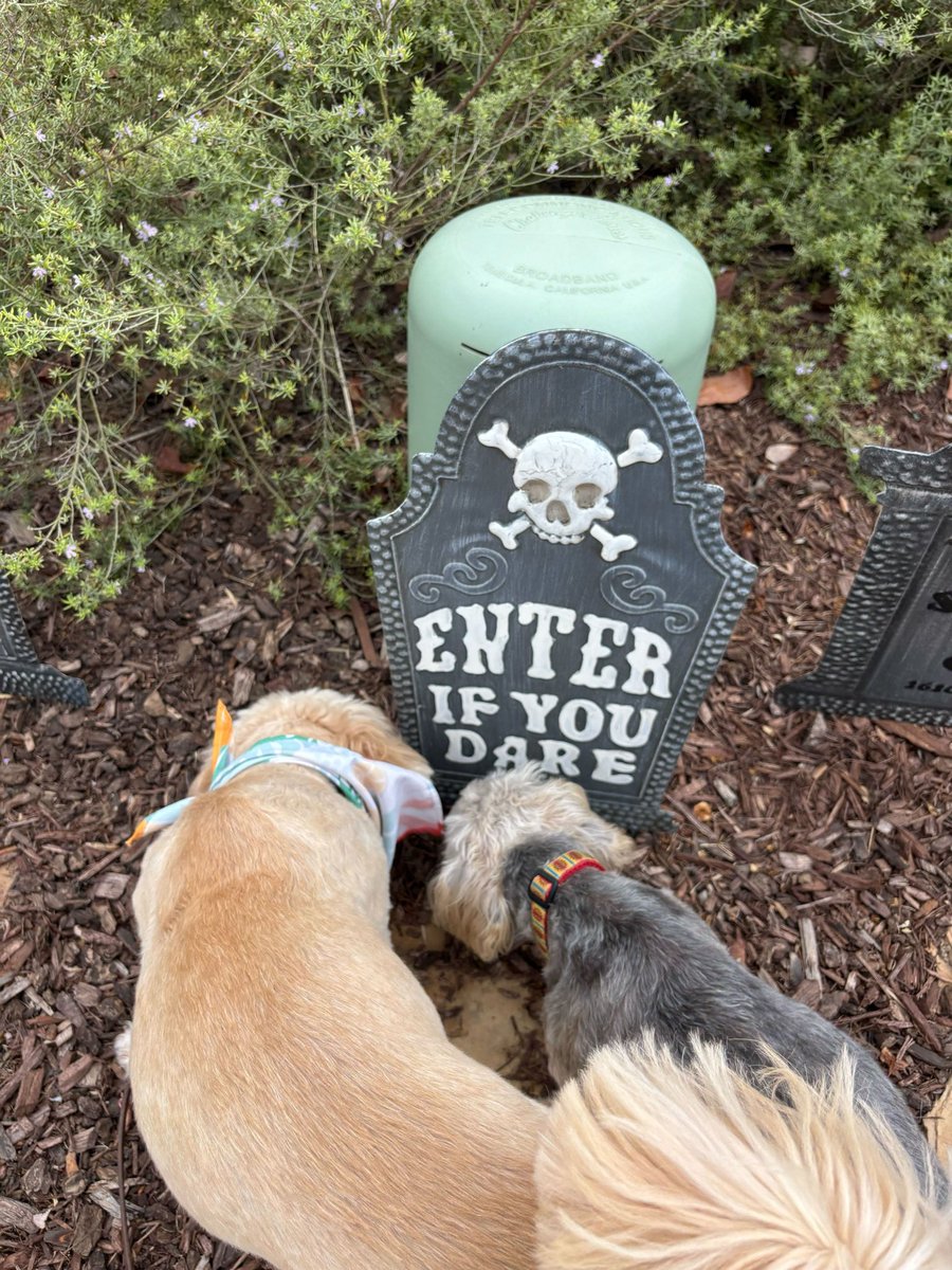JenLovesPets's tweet photo. Oh....we dare.

 😈 https://t.co/nqXnwyXsam