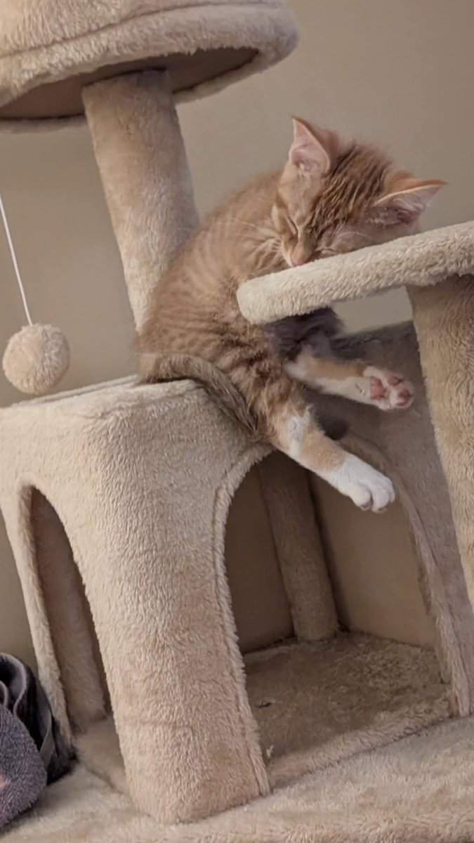 LM11222's tweet photo. It's hard work terrorizing a household 🐈😻 https://t.co/k4KOcmkOTm
