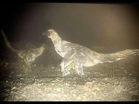 🍉Archesuchus🪶 tweet media