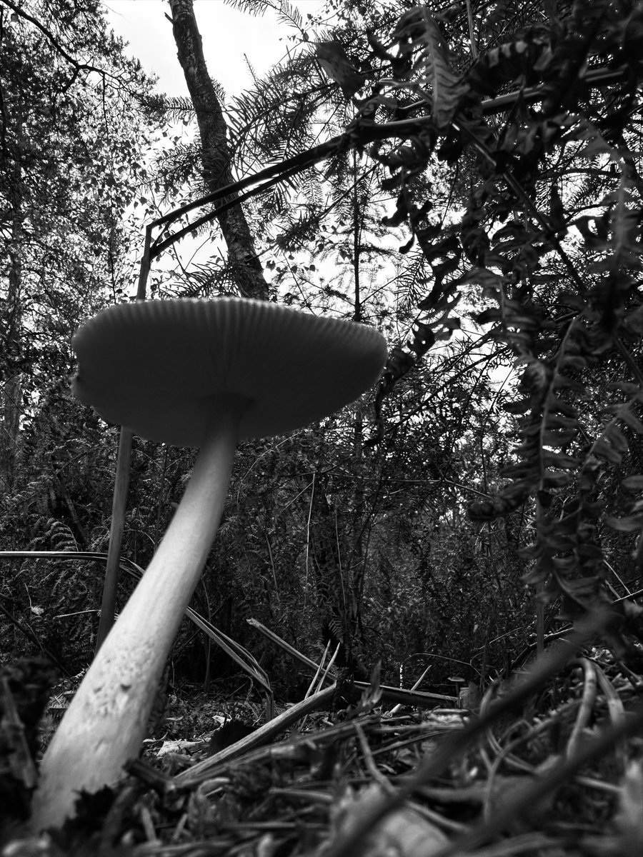 Carol Thomas tweet media