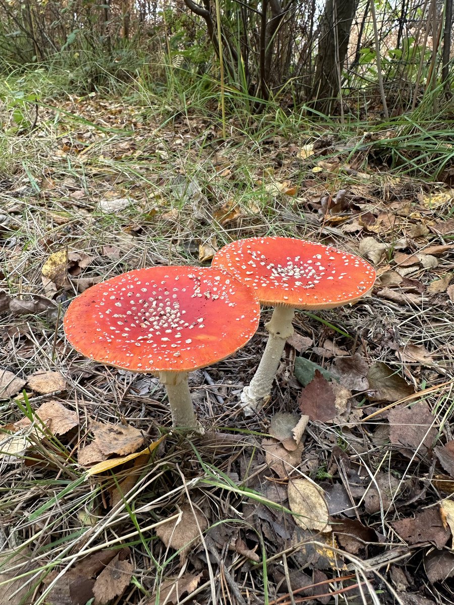 Carol Thomas tweet media