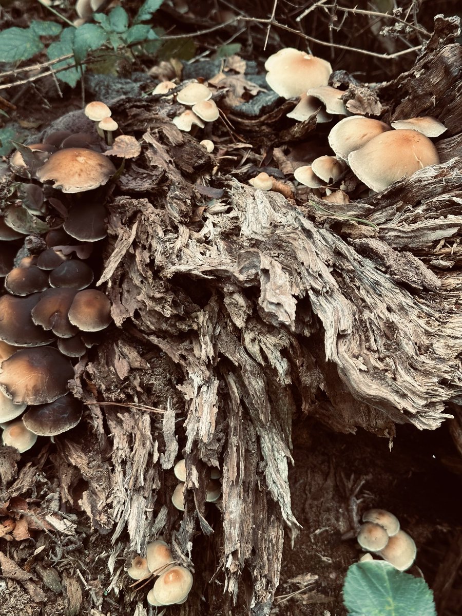 Carol Thomas tweet media