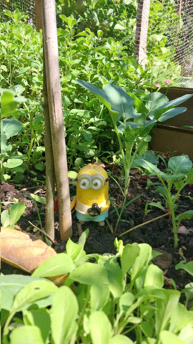 blackpesade26's tweet photo. salí a tomar mates y me encontré a papoi en el jardín https://t.co/mRufMgGFlM