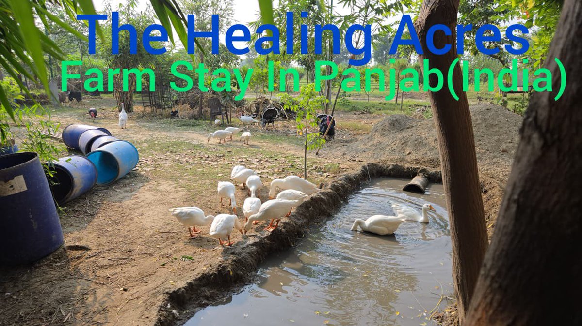 The Healing Acres tweet media