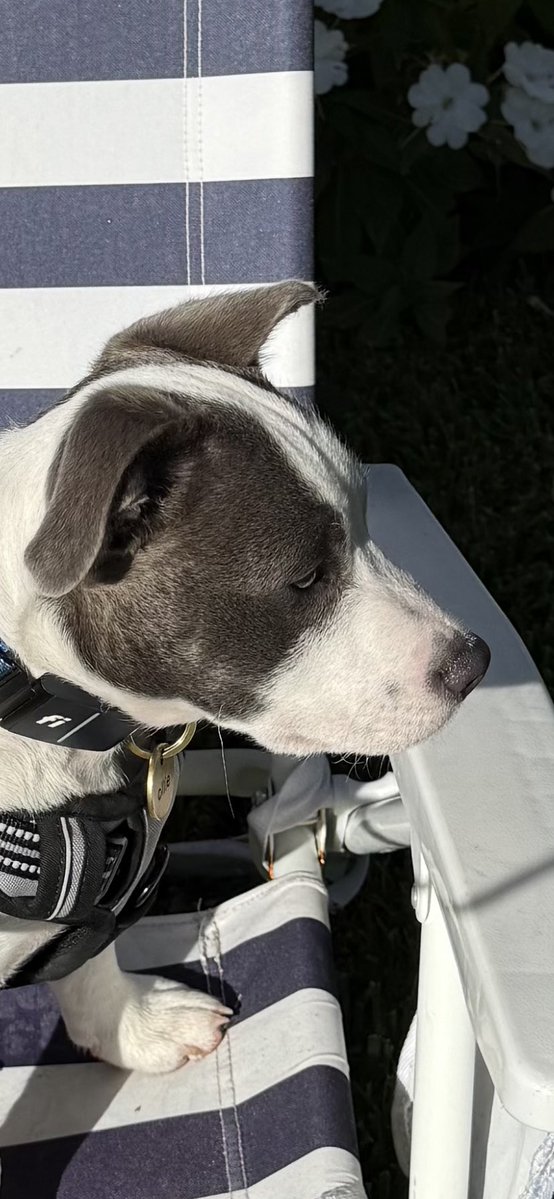 olli27656_ollie's tweet image. Can you tell I am a little sad? My dad is not taking me to the park today. He’s watching college football again. I don’t know about you, but I don’t like football. 😡🏈