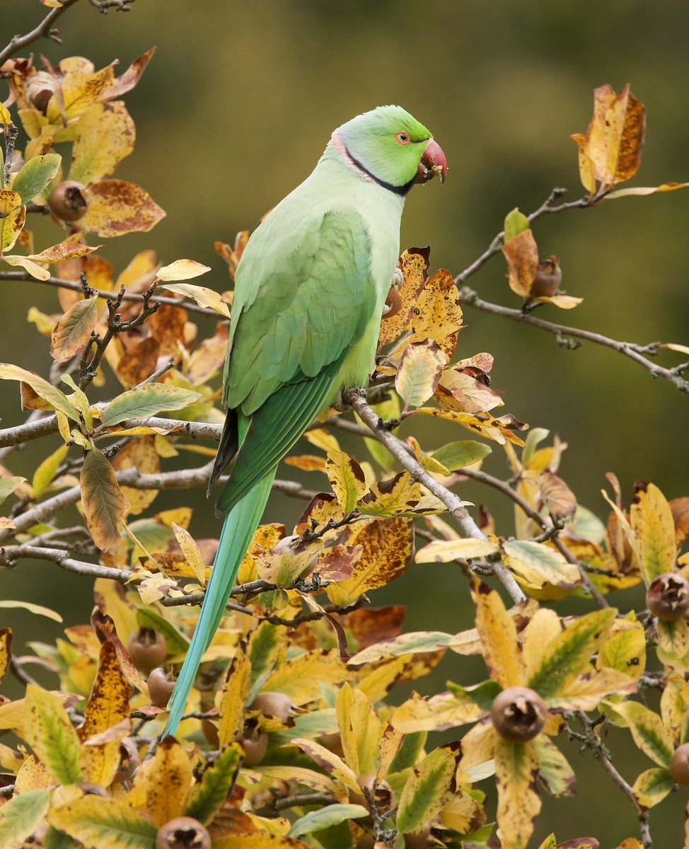 border70's tweet image. A great day at Bushy Park. 
#Bushypark