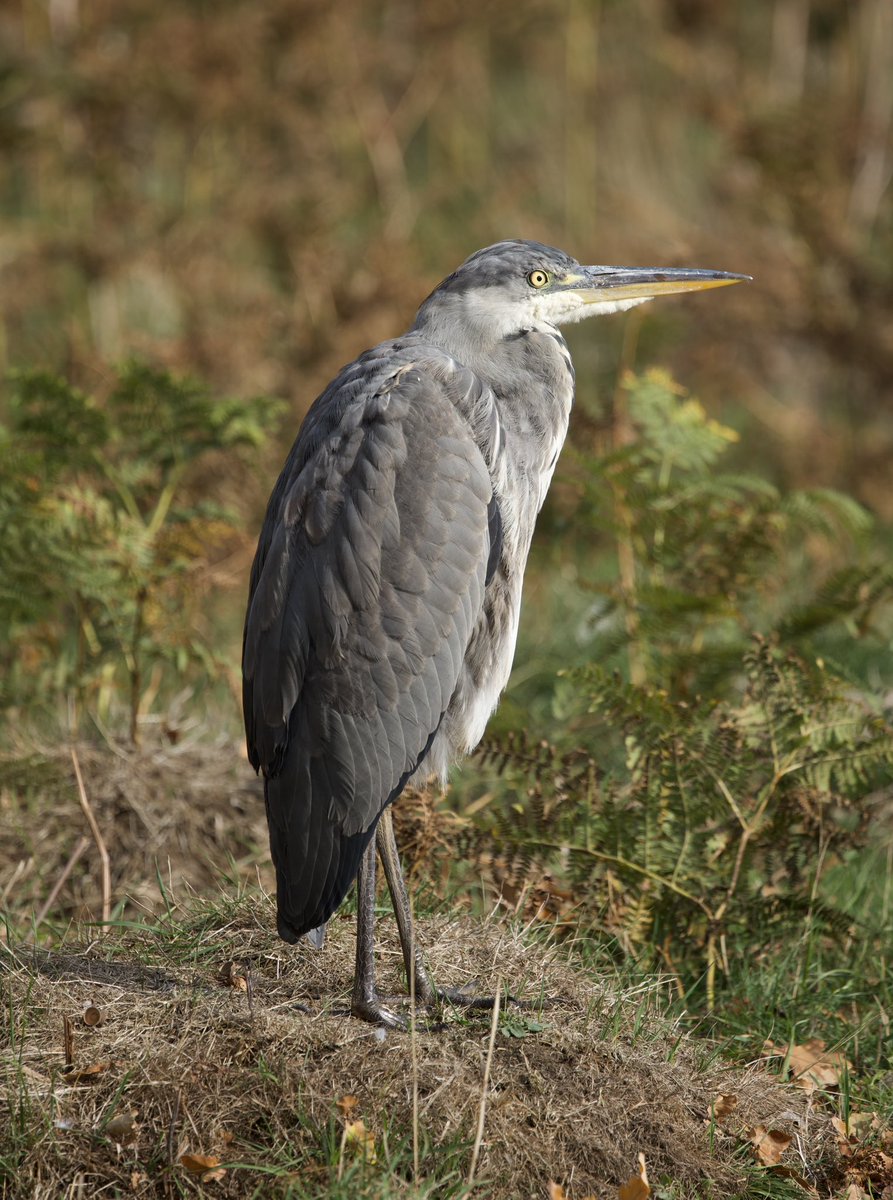 border70's tweet image. A great day at Bushy Park. 
#Bushypark