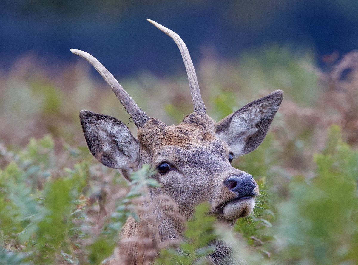border70's tweet image. A great day at Bushy Park. 
#Bushypark
