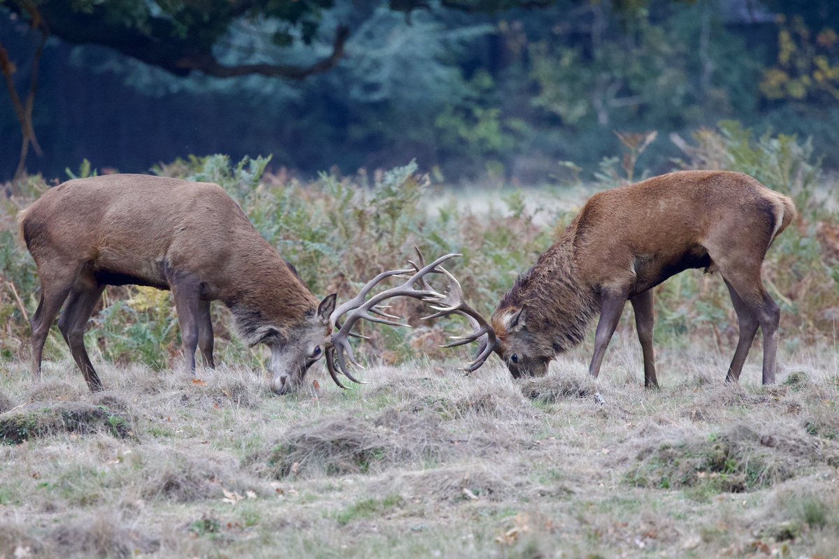 border70's tweet image. A great day at Bushy Park. 
#Bushypark