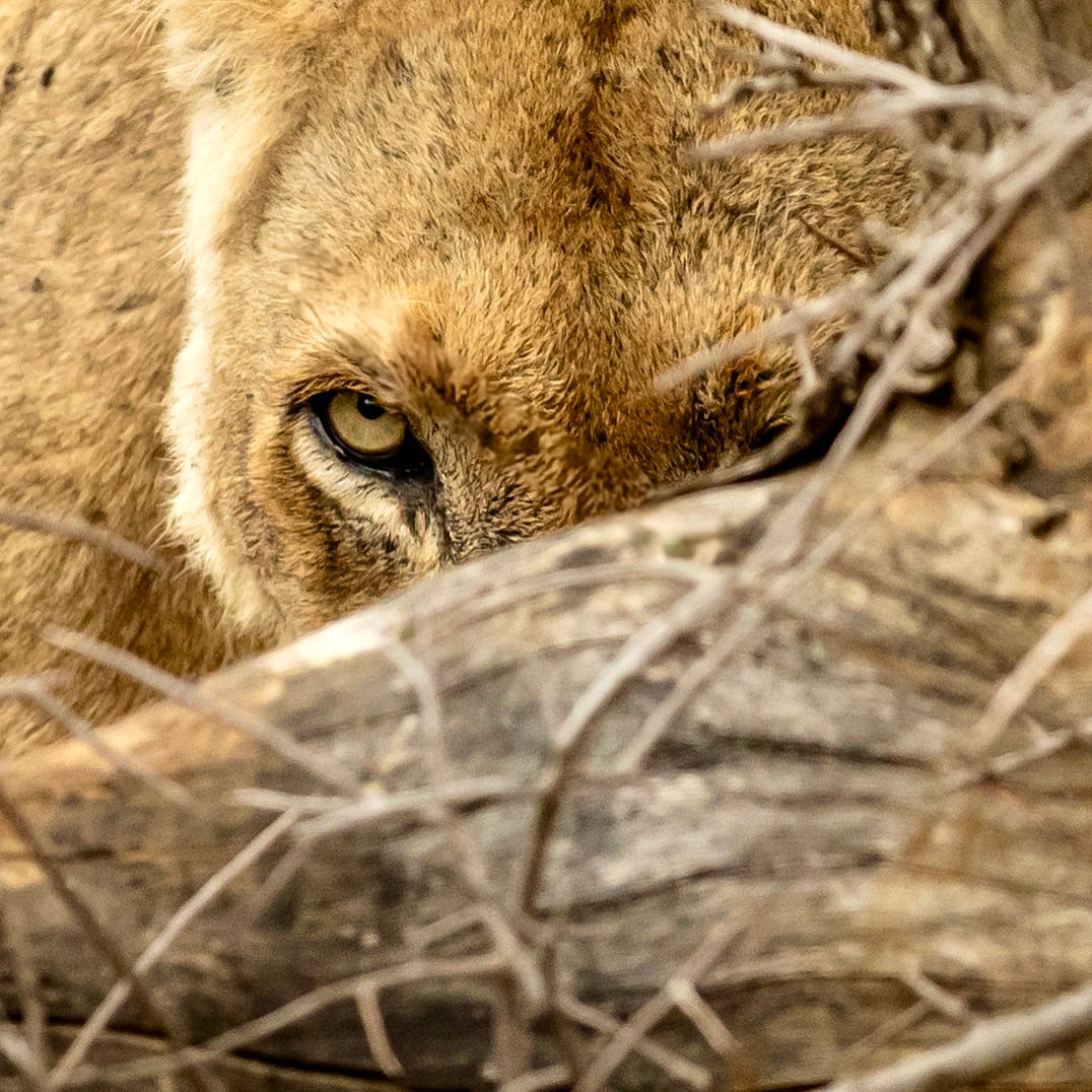 Missing the bush &amp; exploring the KNP.. S130 a week ago, staring into the soul of the king of the jungle..

#KrugerNationalPark #Lion 

<a href="/LatestKruger/">Kruger Sightings</a> <a href="/GetawayMagazine/">Getaway Magazine</a>