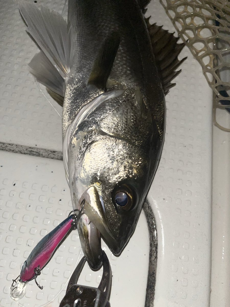 Ted412_angler's tweet photo. 雨による水温低下か、北風による青潮か。昨日良かったと言うポイントがことごとく外れる中、湾奥を縦横無尽に走り回ってもらい楽しませてもらいました!いつもありがとうございます!
#X80SW #megabass #sexyfish https://t.co/xeyefnKdIo