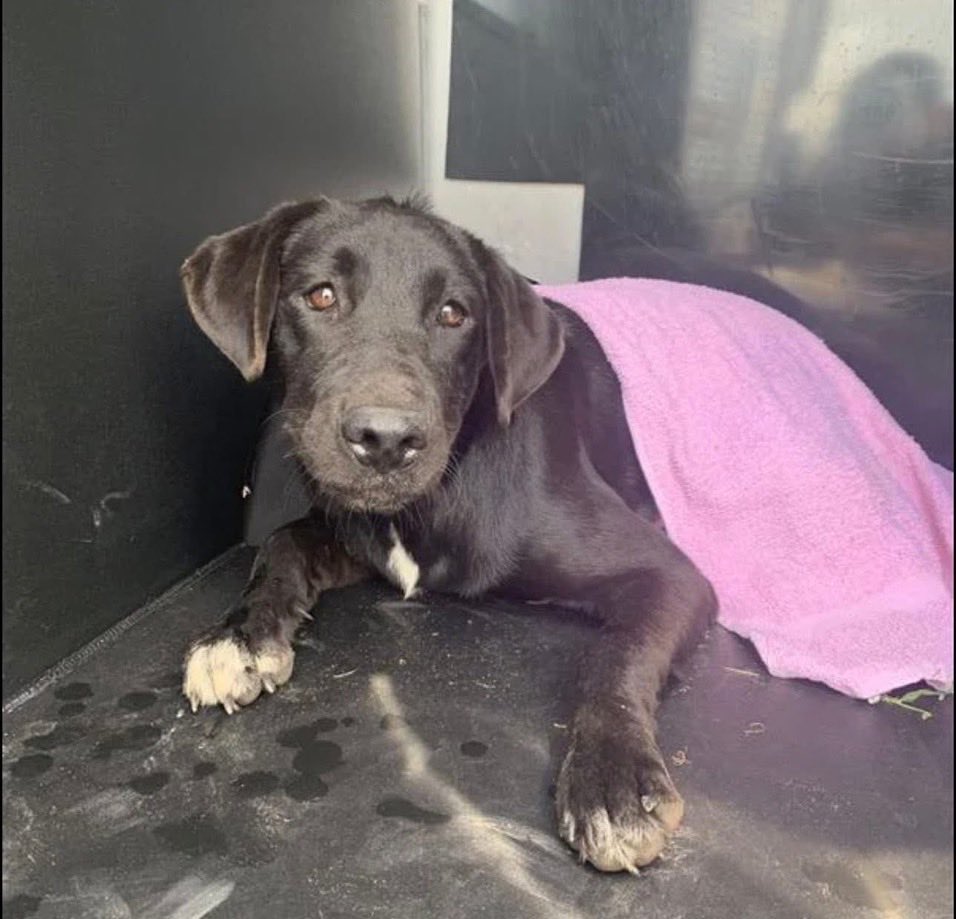 SamfromSpain's tweet image. PLZ 🆘 ROSE #A384256, 8mo old baby attacked by 🐕!
Suffers broken right front leg, no muscle tone left fr leg
Needs URGENT VET CARE‼️
Crying in pain!
If not saved,2 be killed by Corpus Christi AC 10/14‼️
PLEDGE 4 #RESCUE
JUST LOOK @ that sweet, stoic face!
An 😇who deserves life!