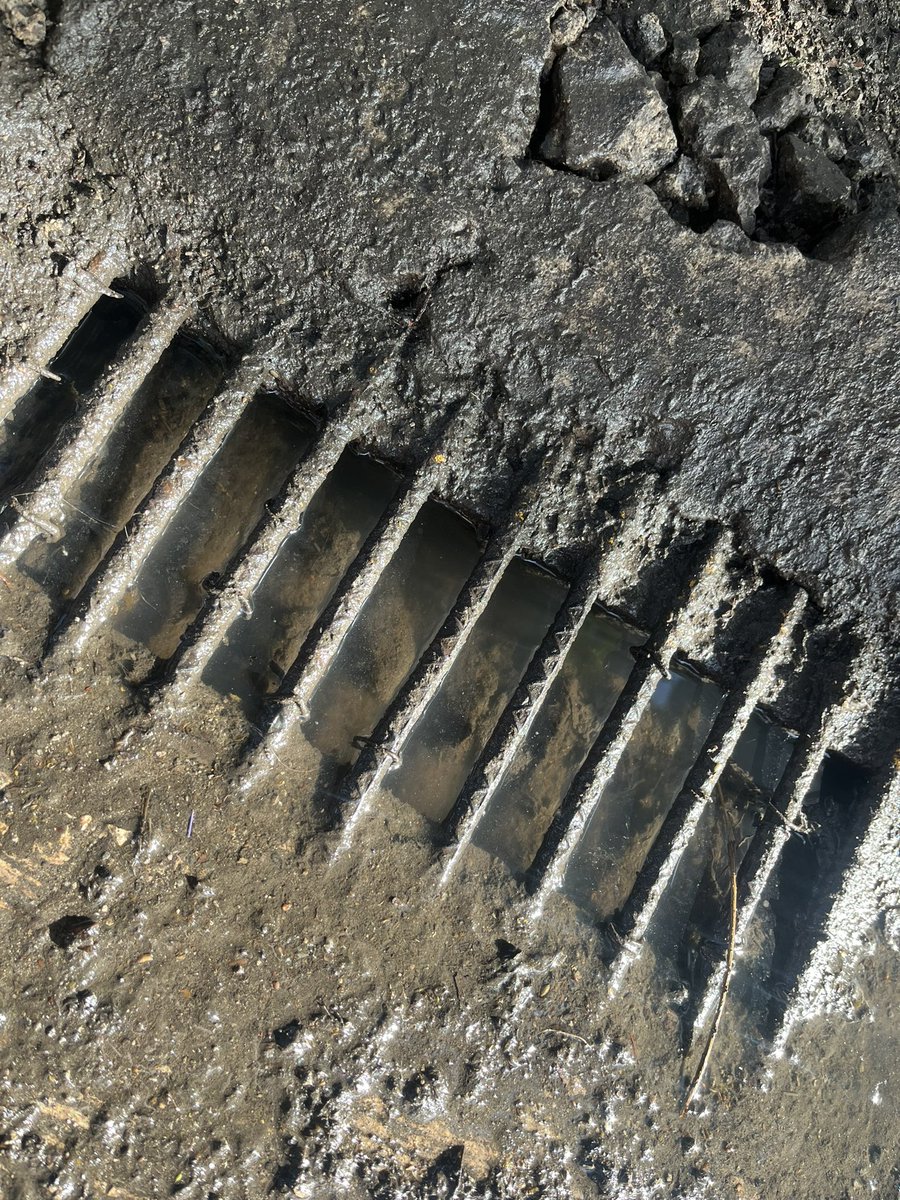 Sylvana L. Meaney tweet media