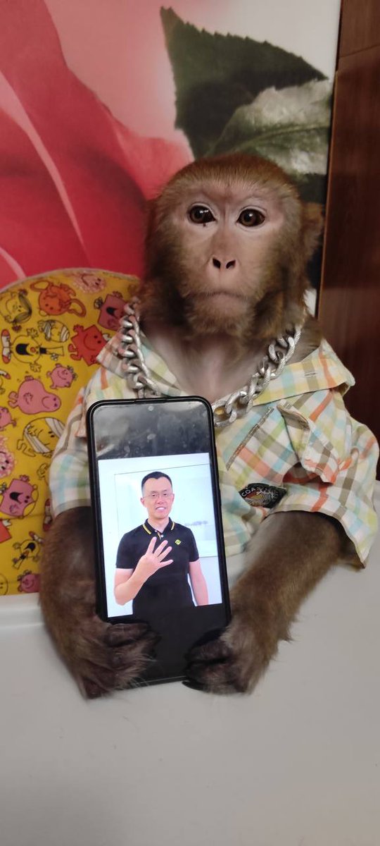ValeTaxiX's tweet photo. @cz_binance My  monkey loves u @cz_binance thanks for everything https://t.co/gxEbk101hm