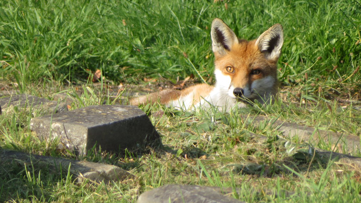 RobNorwood6's tweet image. Please do not disturb me on my #FoxOfTheDay off.