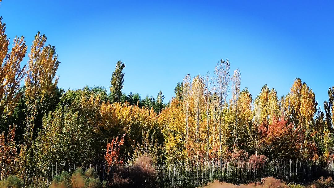 AmirAdiloff's tweet image. People don&apos;t fear the truth, they fear losing the lies that comfort them.

#autumn #autumnvibes🍁 #tree #sun #sunlight #sunlover☀️