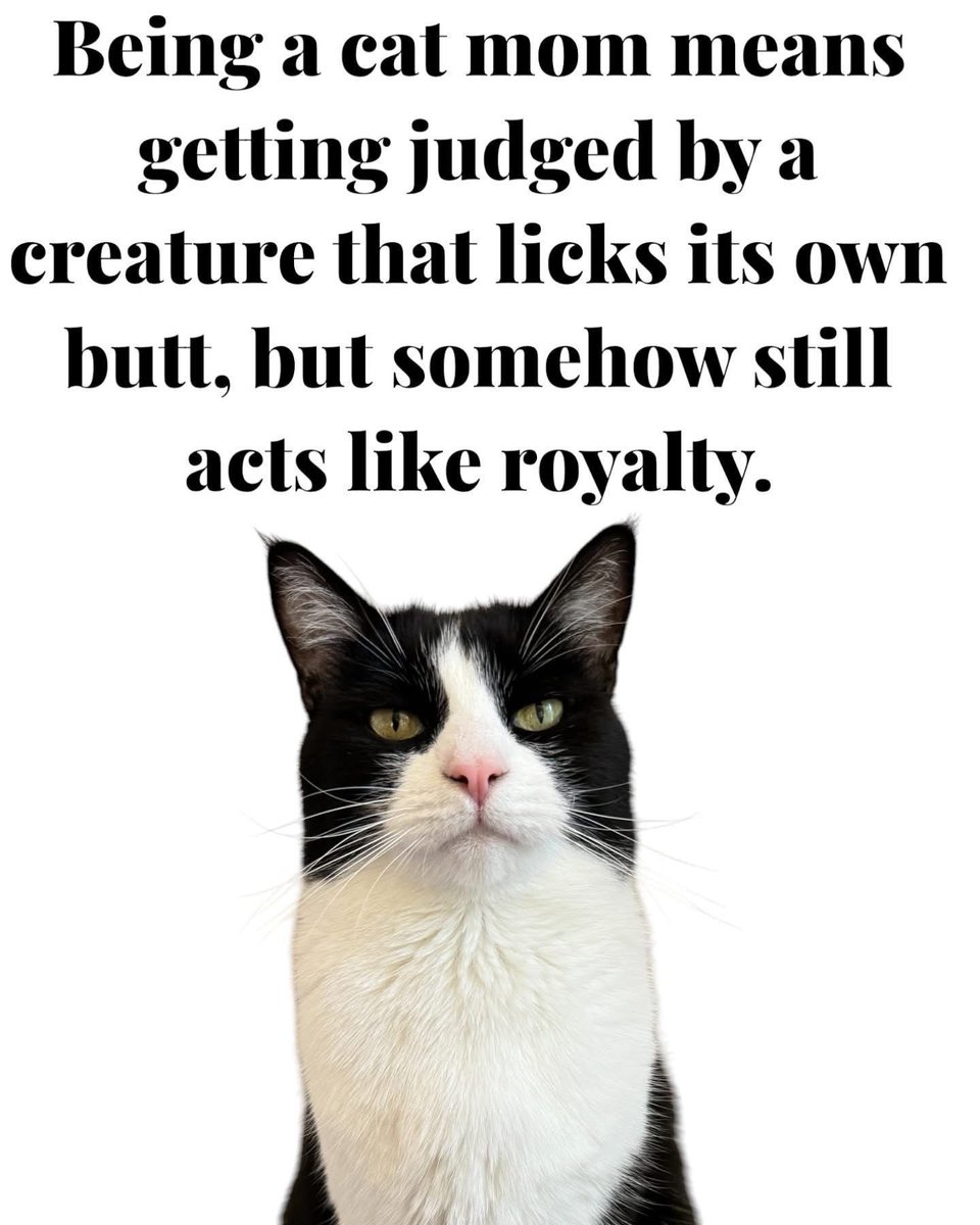 JenniferCwrites's tweet image. If you have a cat, this is accurate! #cats #caturday #funny #happycaturday