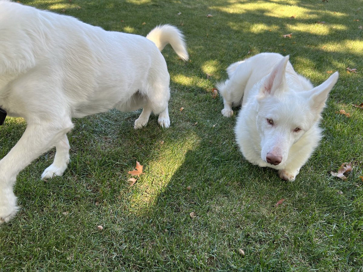Well the falltacular photo shoot with Sadie and Luna went as expected…