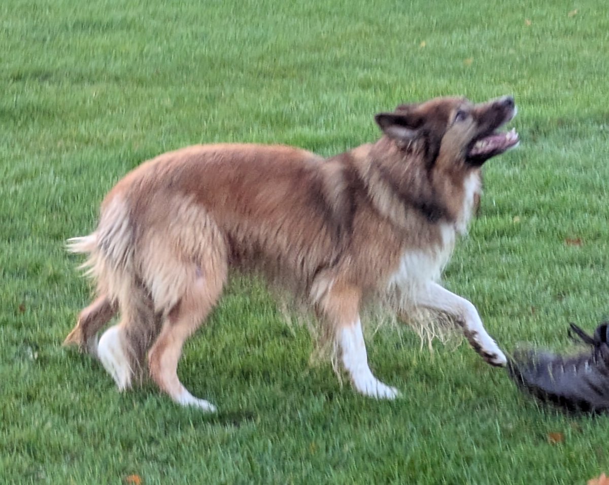 CamasTheCollie's tweet image. Beep. Beep. Beep. This Collie is reversing. Martin is failing to throw my ball. 🐾🐾⏪🥎👀🙃
#BorderCollie
#WalkingBackwards
#ThrowIt
#SaturdayThoughts