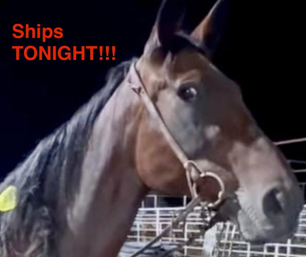 SRF_SOSS's tweet image. ❗️TAGGED TO SHIP TONIGHT. Donations have stalled. ❗️9️⃣3️⃣5️⃣is desperately needed to save Mimm. Please pitch in any amount you can. We can’t let her down. Thank you.❗️ paypal.com/donate?campaig…