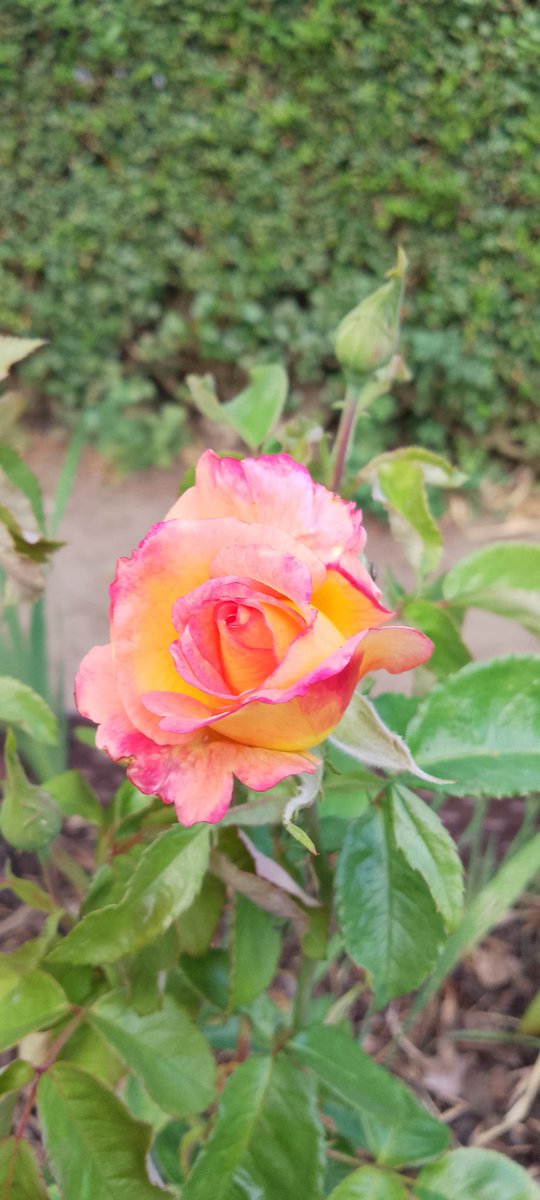 gordon_bott's tweet photo. @earthcurated @CrispeThe A fragrant summer rose https://t.co/OkLd4Txshd