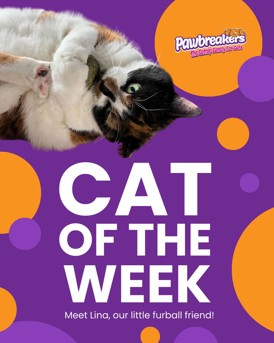 MrCatnip_222's tweet image. Say hello to Lina, our playful little whiskered wonder! 🐾
From chasing shadows to finding the sunniest spots for her afternoon nap, she’s the definition of cuddly, and curious. Drop a 🐱 if Lina just stole your heart!
wix.to/PmdKOZd