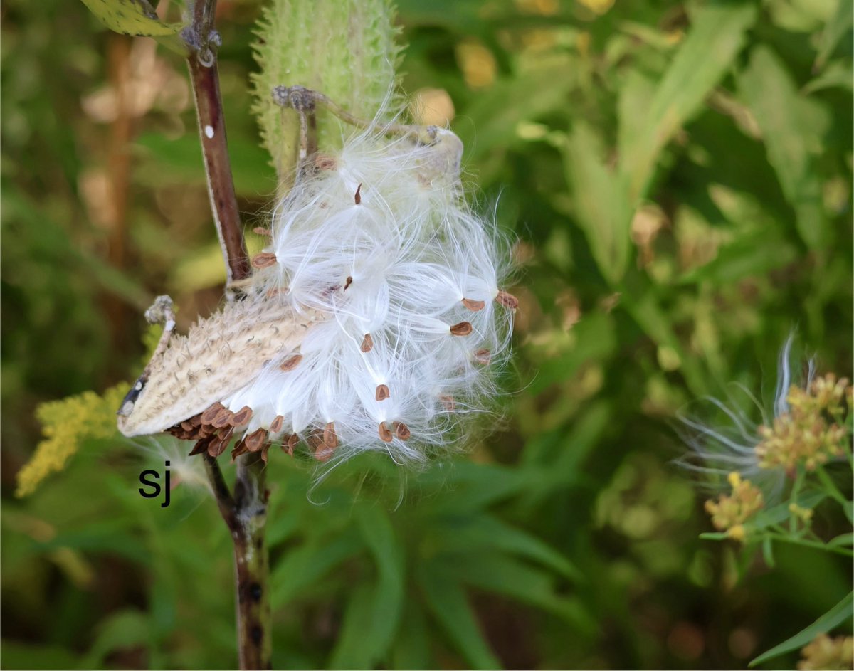SandraBeeKind's tweet image. Fluffs of white appear along country roads &amp;amp; trails every fall – the seed pods of #milkweed plants. These tiny fluffy seeds hold a lot of potential for monarchs and are important to many bees. Milkweed produce pollen and nectar for bees, butterflies &amp;amp; other #pollinators.