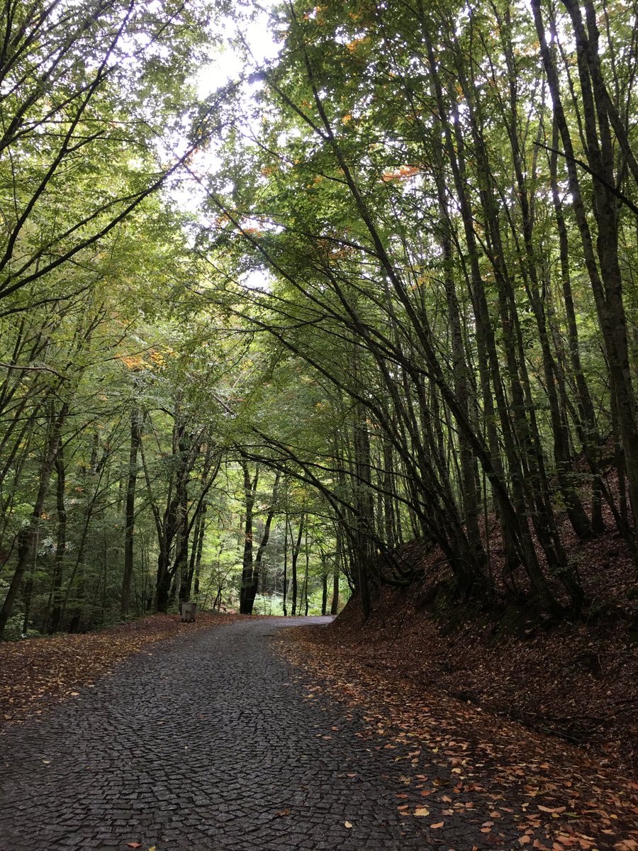 Bazı yollar vardır ruha iyi gelen….

#sonbahar #cumartesi