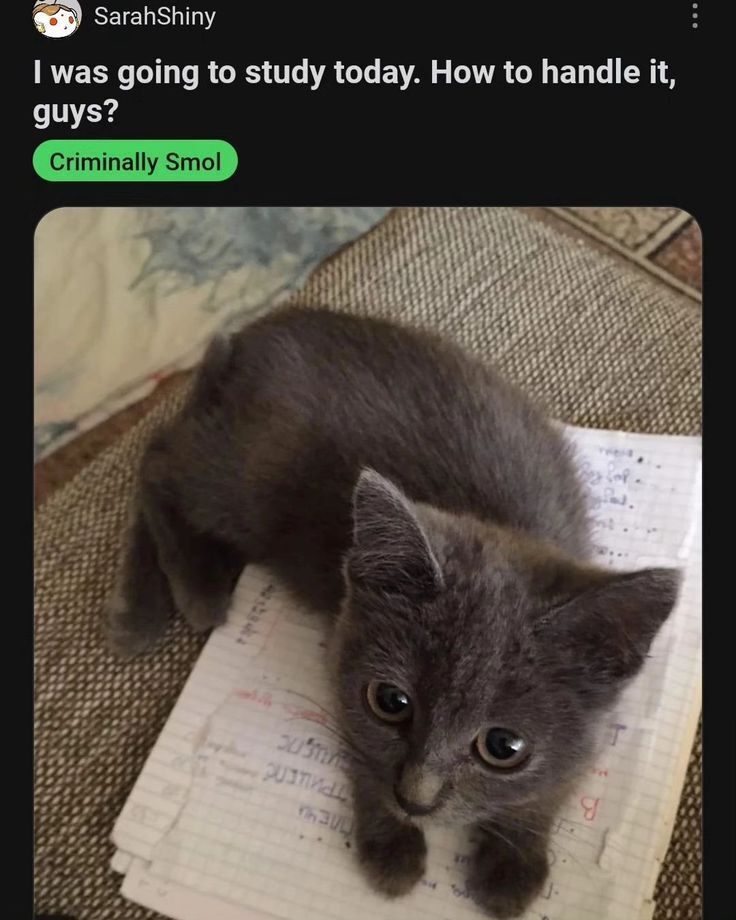 PostsOfCats's tweet image. 
