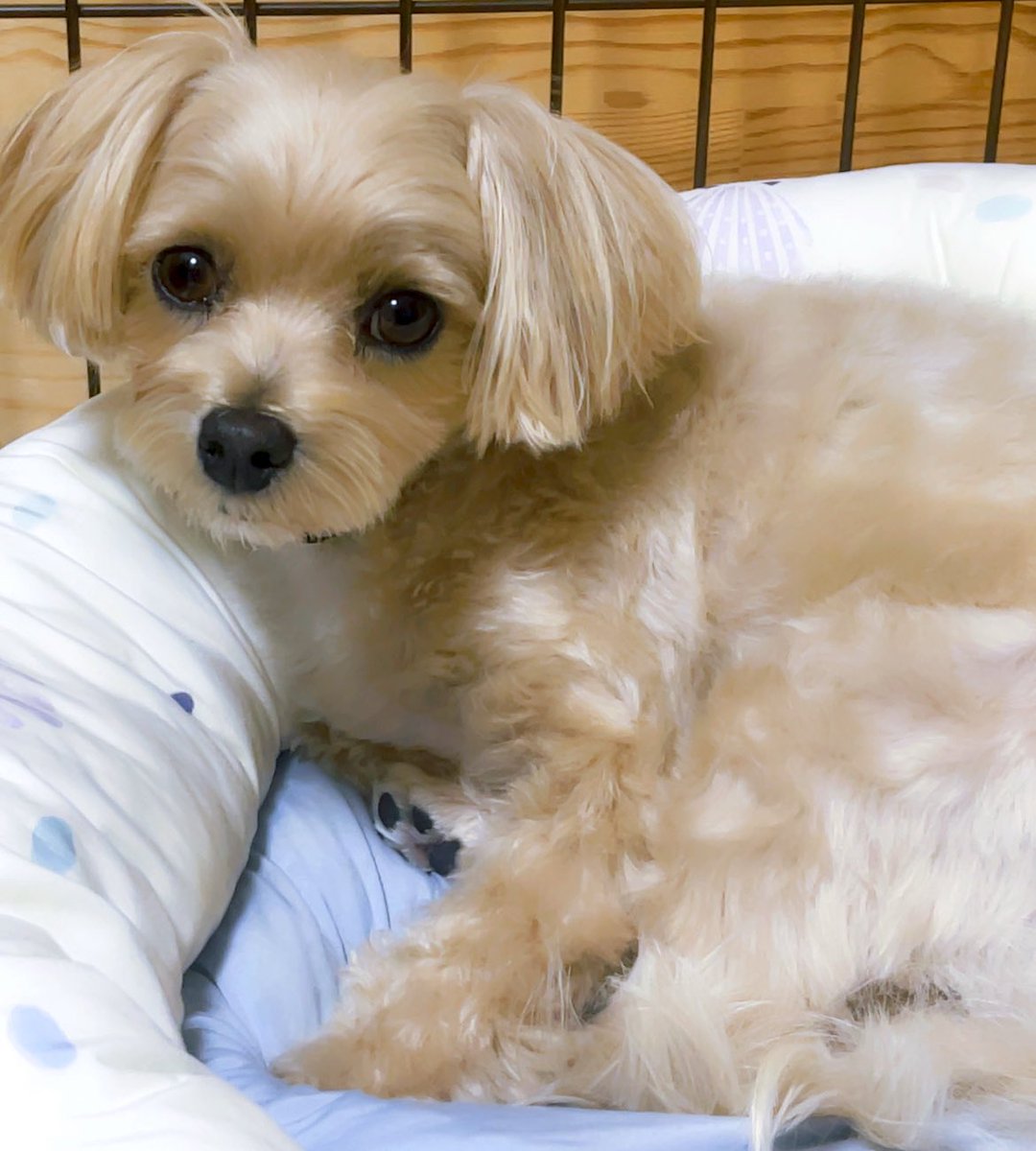 kissherkisshim's tweet image. かまってなくて拗ね気味犬