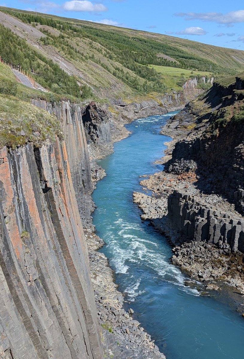 Dandypaws tweet media