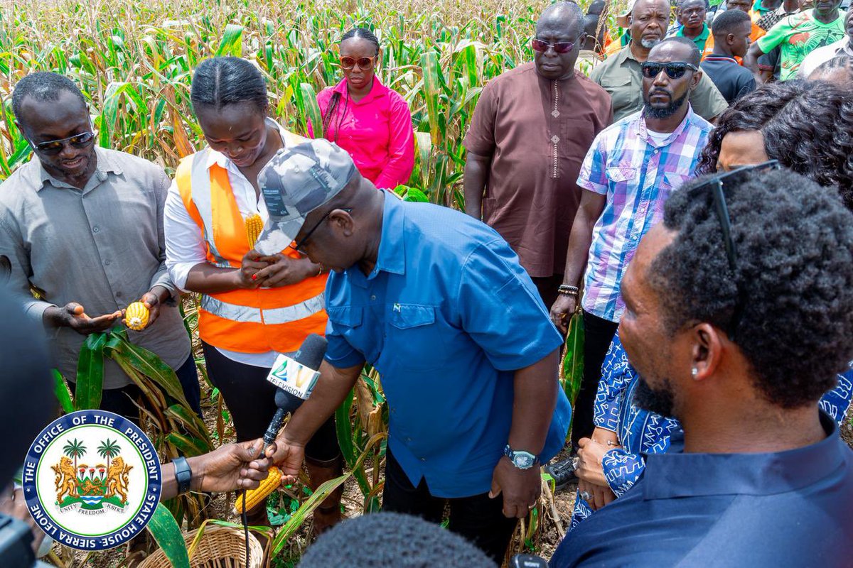 Sierra Leone’s President Julius Maada Bio Performs Symbolic Harvest on 60-Hectare Privately owned Maize Farm in Taiama, Moyamba District

Taiama Town, Moyamba District, Friday, 10 October 2025 - His Excellency President Dr Julius Maada Bio has joined young Sierra Leonean master