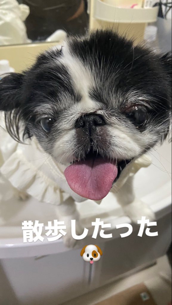 🐶✨