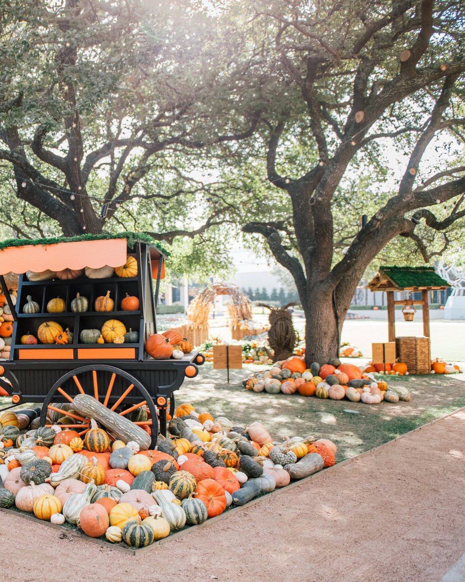 visit_dallas's tweet image. 🎃 Fall magic has arrived at NorthPark Center! From October 1–November 2, the NorthPark Pumpkin Patch is back in CenterPark Garden. Free and open to the public until Nov. 2! 🍁

#NorthParkCenter #DallasFallFun #PumpkinPatch