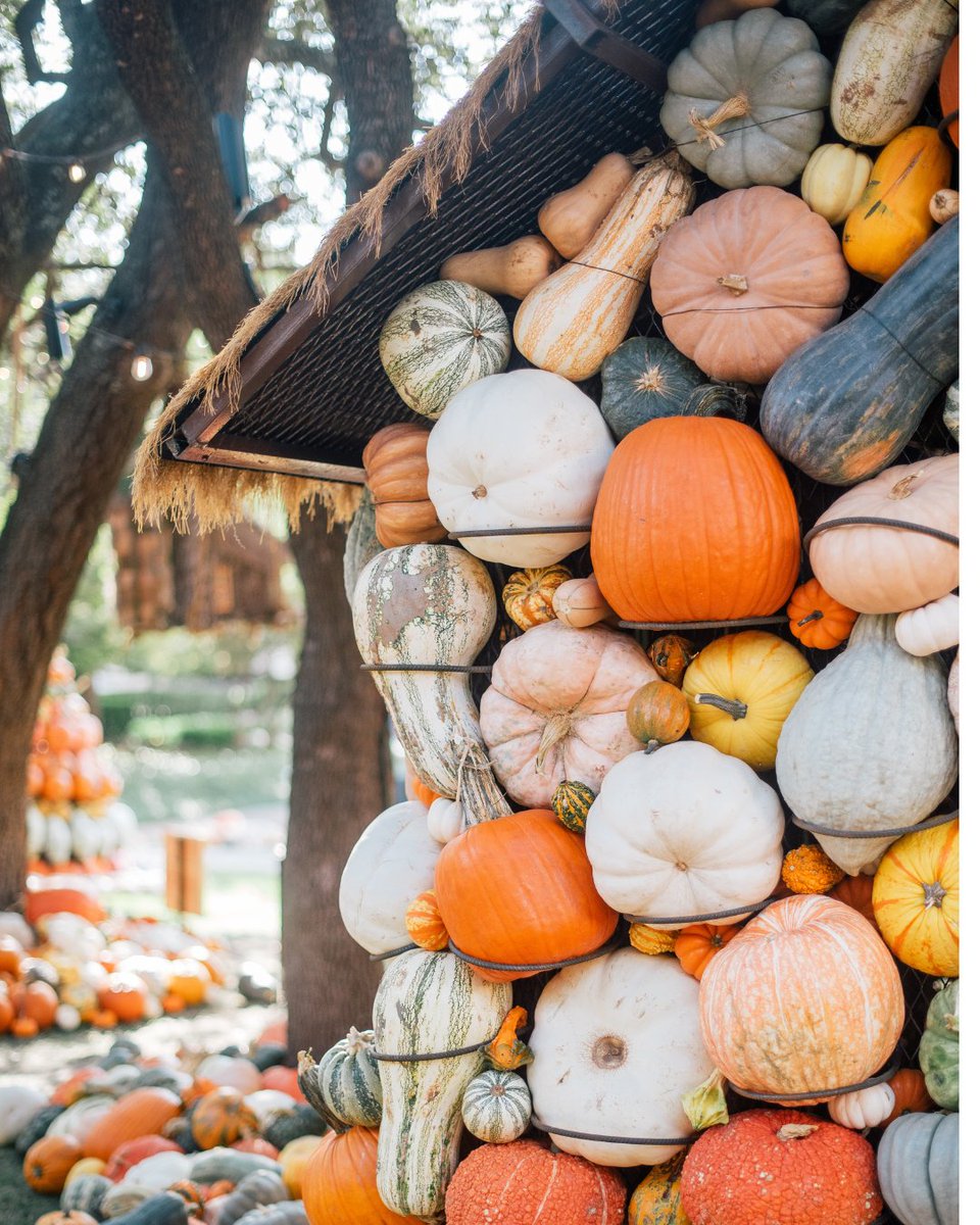visit_dallas's tweet image. 🎃 Fall magic has arrived at NorthPark Center! From October 1–November 2, the NorthPark Pumpkin Patch is back in CenterPark Garden. Free and open to the public until Nov. 2! 🍁

#NorthParkCenter #DallasFallFun #PumpkinPatch