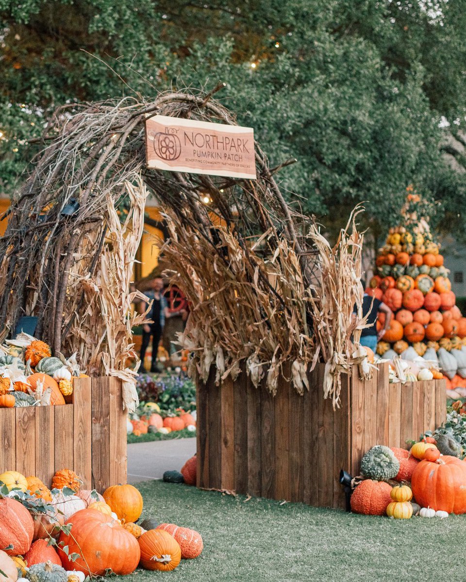 visit_dallas's tweet image. 🎃 Fall magic has arrived at NorthPark Center! From October 1–November 2, the NorthPark Pumpkin Patch is back in CenterPark Garden. Free and open to the public until Nov. 2! 🍁

#NorthParkCenter #DallasFallFun #PumpkinPatch