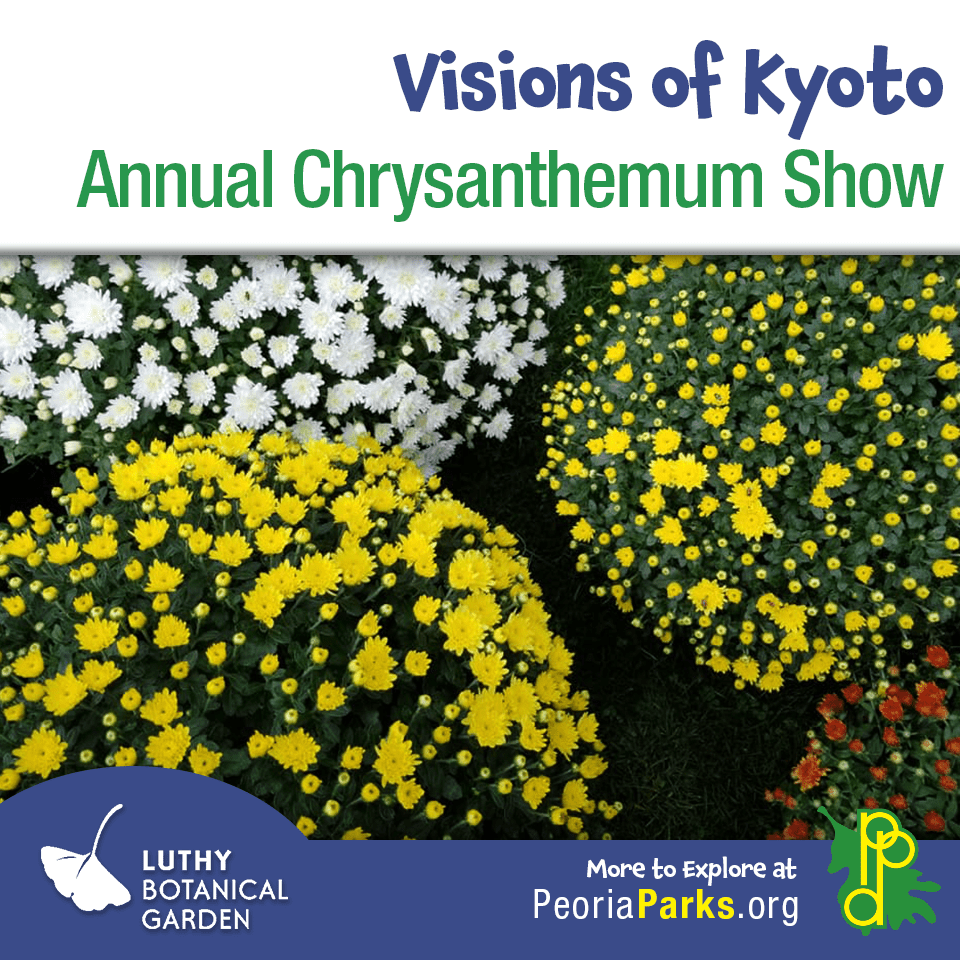 ✨🌸 Today through November 2nd, step into our Conservatory for the annual Chrysanthemum Show. 
🌿Open daily 10am - 5pm
🌿Free admission (donations appreciated)

A Peoria fall tradition you won't want to miss 🍂💚

#MumShow #PeoriaIllinois  #LuthyBotanicalGarden