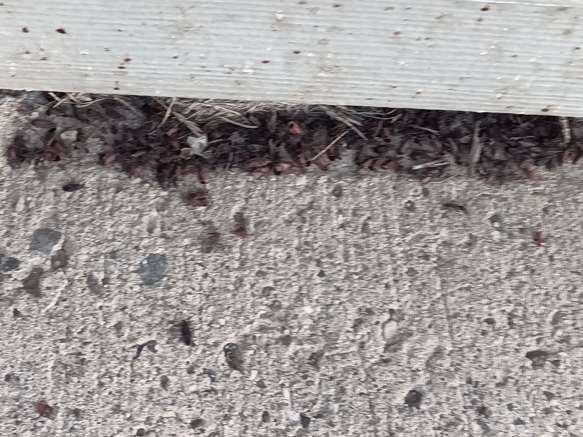 Kelsey Solick tweet media